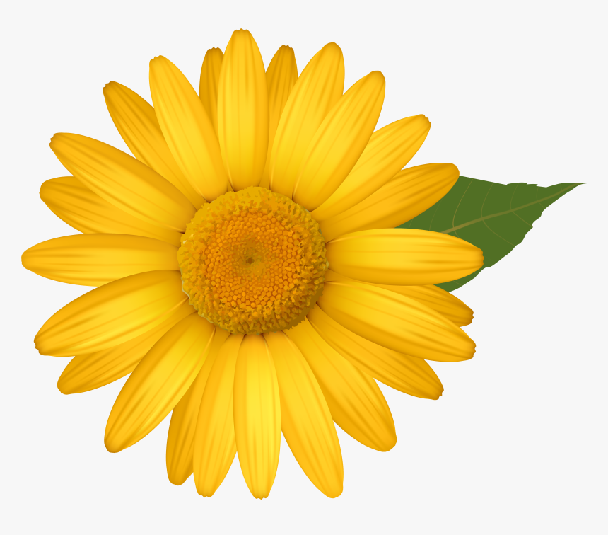 Yellow Daisies Clipground - Daisy Flower Clipart, HD Png Download, Free Download