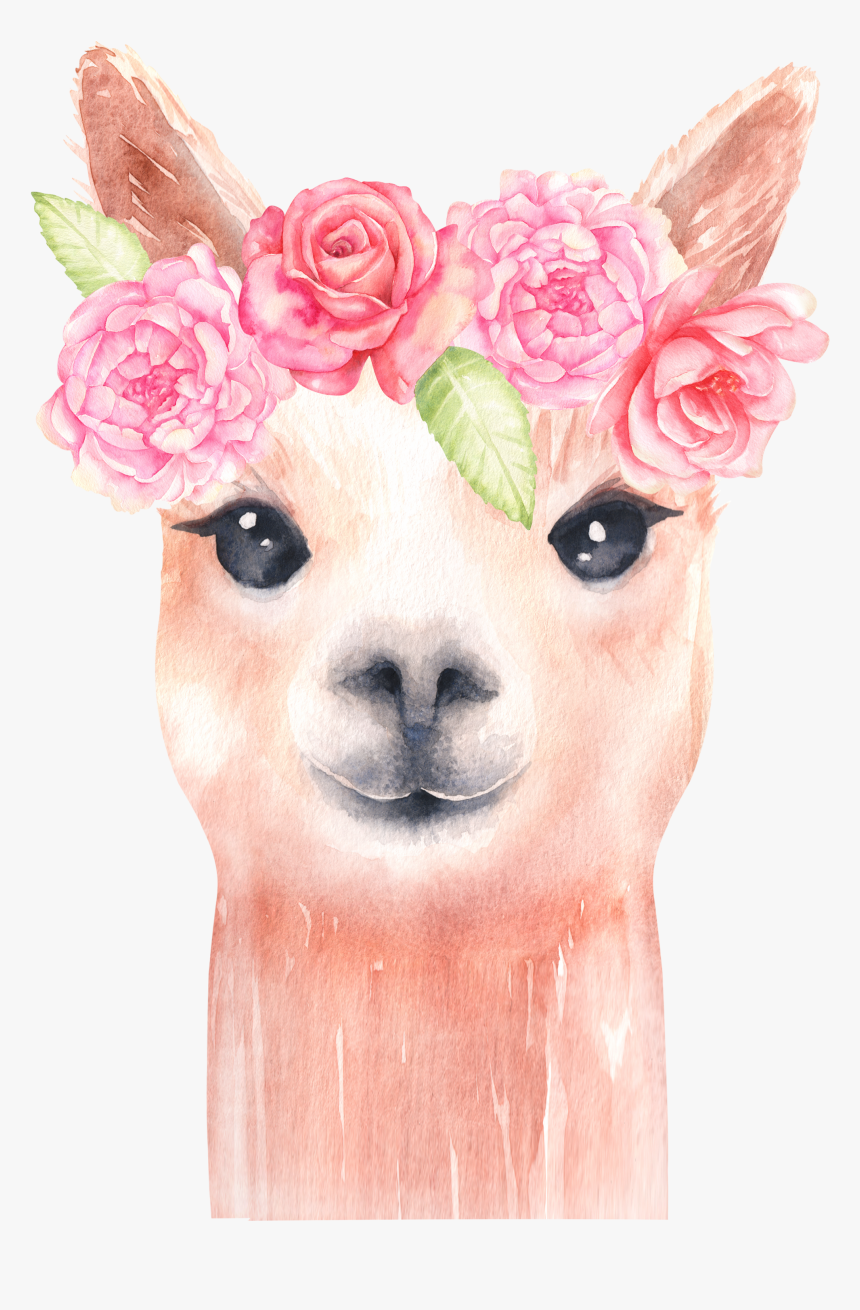 Llama Png, Transparent Png, Free Download