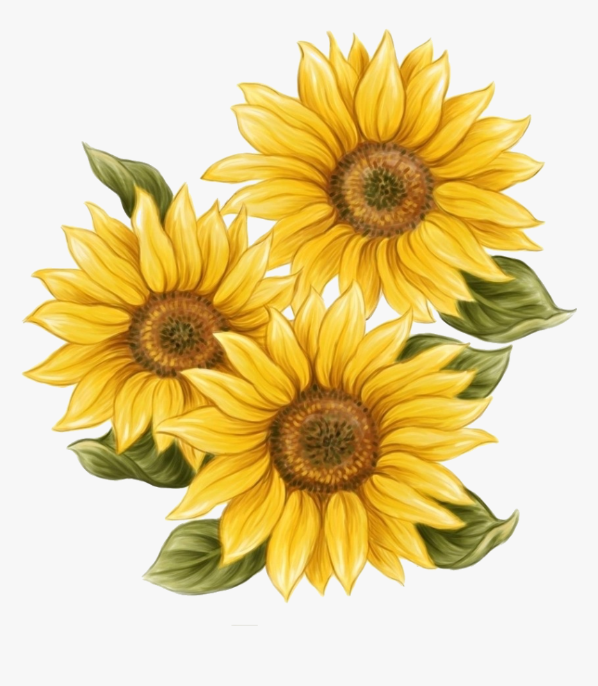 Watercolor Sunflower Png Aesthetic Sunflower Drawing Easy