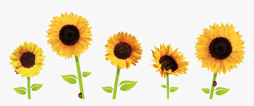 Download Sunflowers Free Png - Transparent Background Sunflower Clipart, Png Download, Free Download