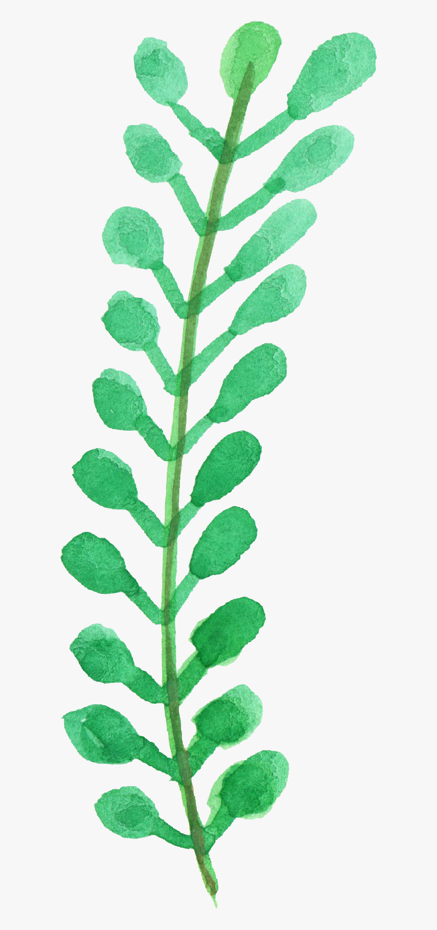 Watercolor Leaf Plant Png, Transparent Png, Free Download