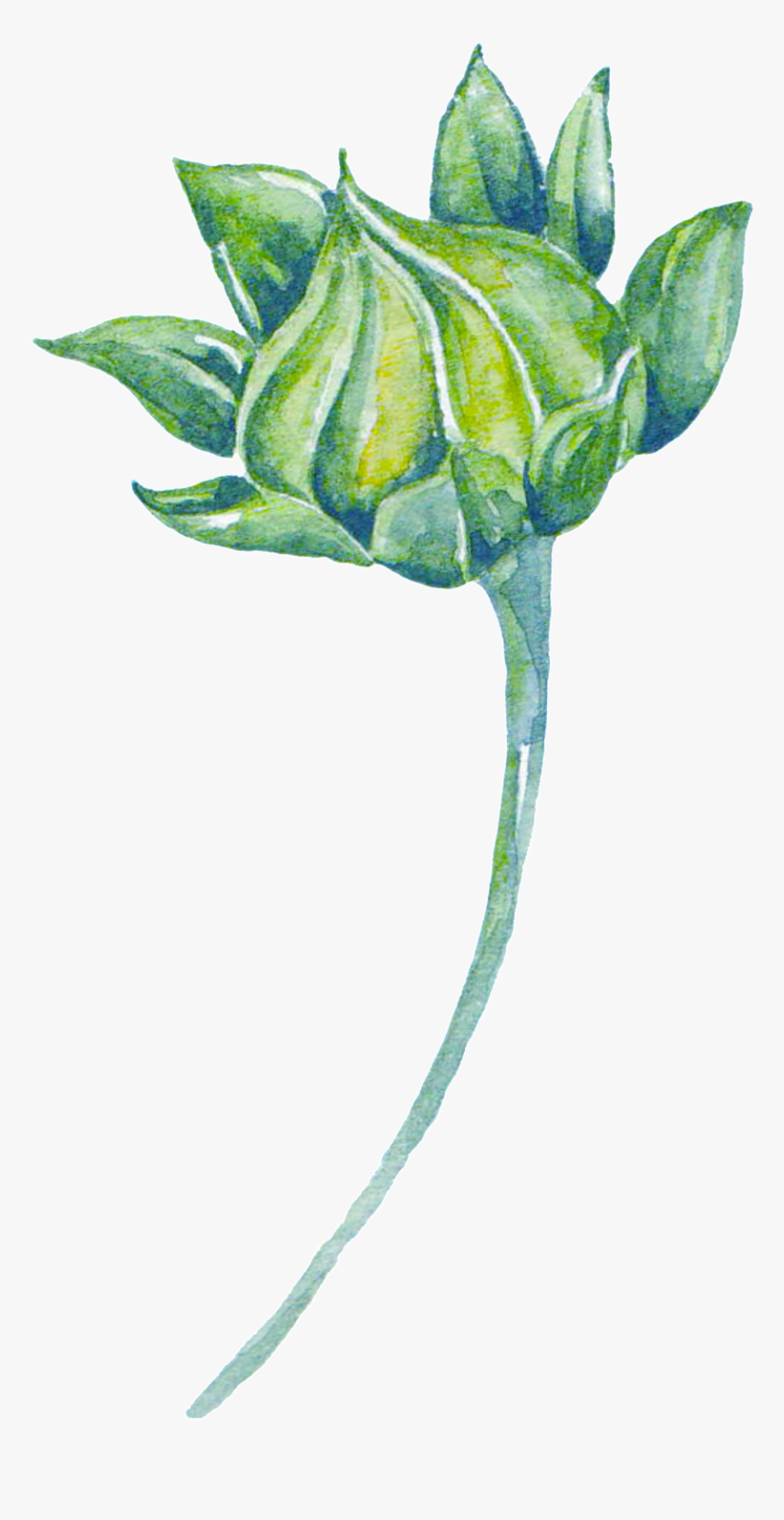 Green Watercolor Plant Cartoon Transparent, HD Png Download, Free Download