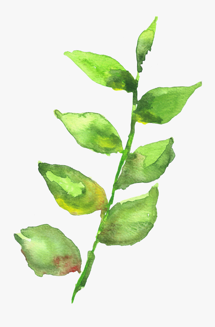 Watercolor Plant Png, Transparent Png, Free Download