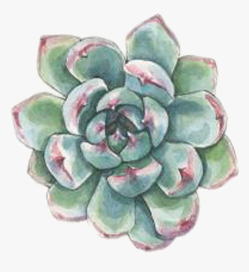 #art #watercolor #succulent #succulents #plant #plants - Watercolor