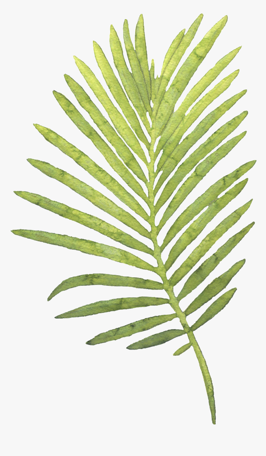 Watercolor Palm Leaves Png - Watercolor Palm Leaf Png, Transparent Png, Free Download
