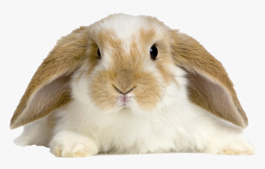 Bunnies Png Pic - Cute Rabbit On White Background, Transparent Png, Free Download