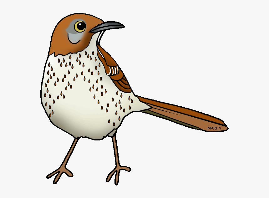 Images Of Georgia State Bird United States Clip Art - Georgia State Bird Drawing, HD Png Download, Free Download