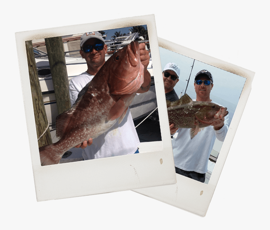 Grouper Fishing Charter In Ft Myers Florida - Pull Fish Out Of Water, HD Png Download, Free Download