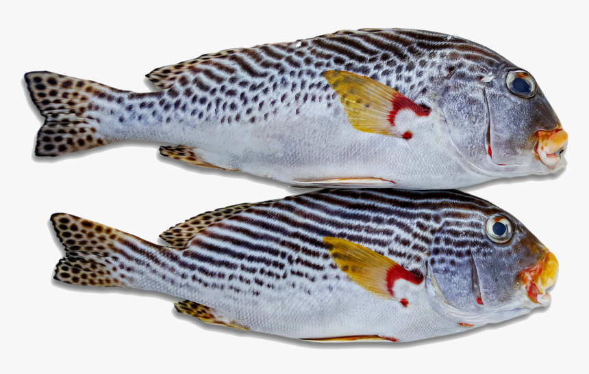 Indonesian Fish, HD Png Download, Free Download