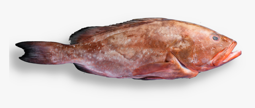 Whole Grouper - Gulf Flounder, HD Png Download, Free Download