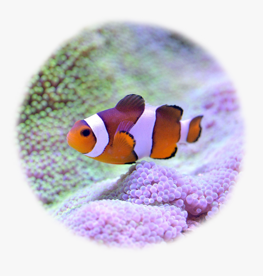 Clownfish - Coral Reef Fish, HD Png Download, Free Download