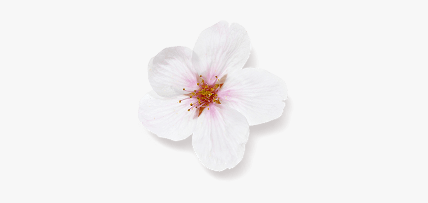 Hibiscus, HD Png Download, Free Download