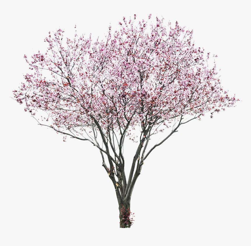 Free Cherry Blossom Aesthetic Download 20 Png Transparent - Cherry Blossom Tree Png, Png Download, Free Download