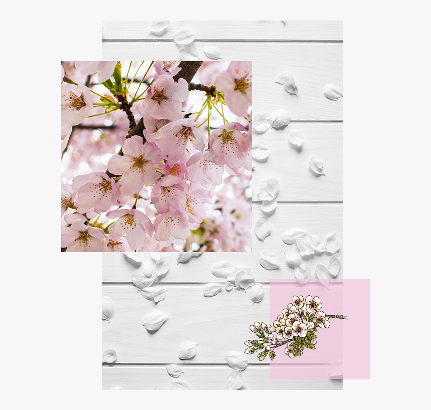 Cherry Blossom, HD Png Download, Free Download