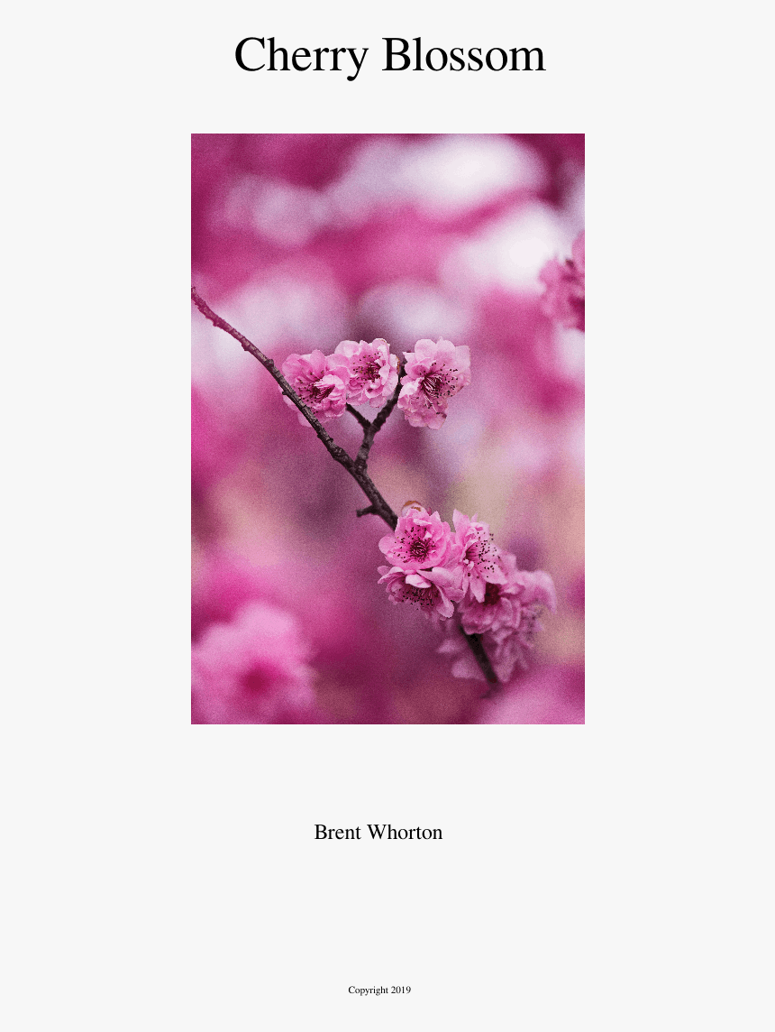 Cherry Blossom, HD Png Download, Free Download