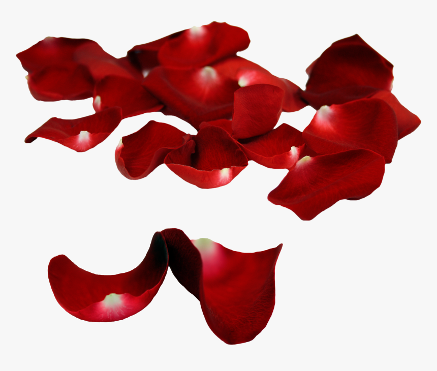 Rose Petals Falling Png - Falling Rose Petals Png, Transparent Png, Free Download