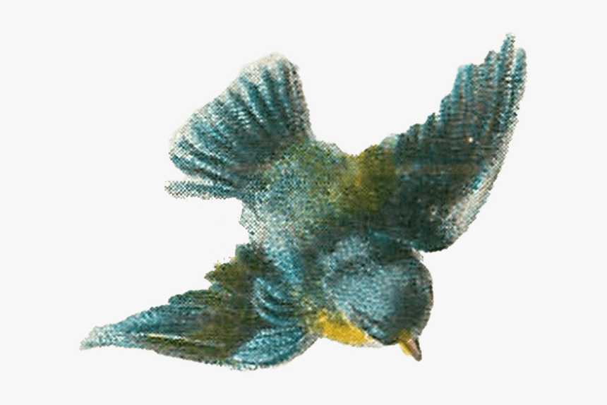 Vintage Bird Drawing - Blue Bird Birthday Card, HD Png Download, Free Download