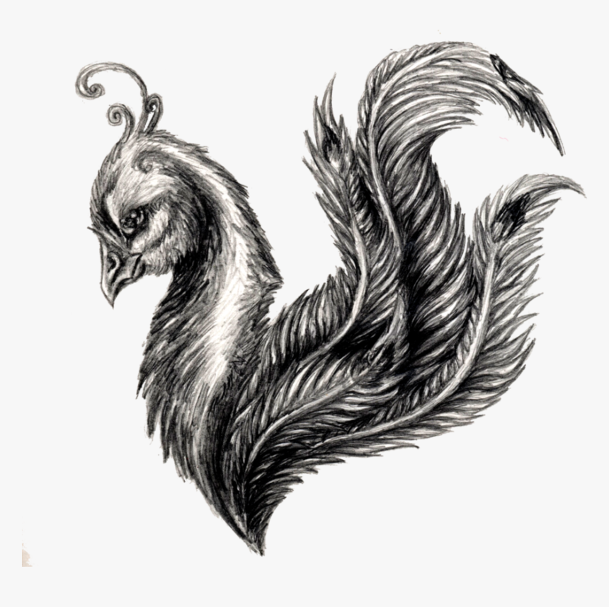 Feather Drawing Sketch - Pencil Drawing Peacock Feather, HD Png Download, Free Download