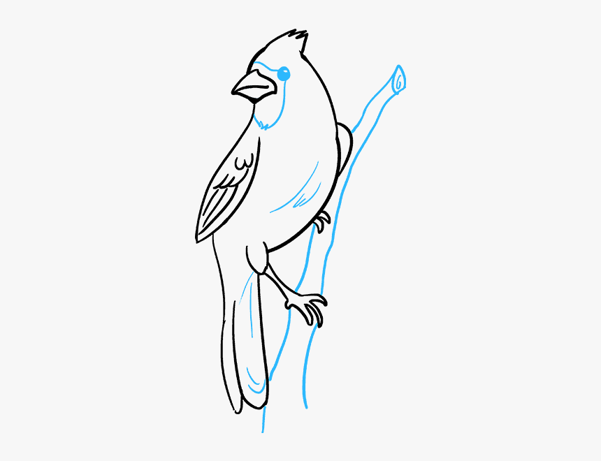 Easy Cardinal Bird Drawing, HD Png Download, Free Download