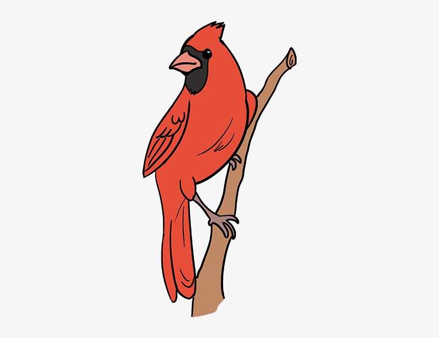 How To Draw A Cardinal Bird - Drawing Cardinal Bird, HD Png Download, Free Download