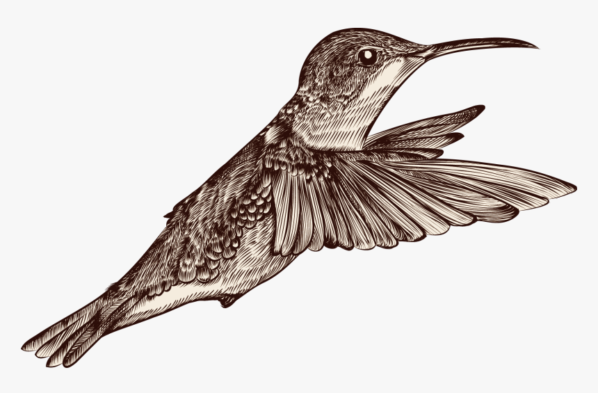 Transparent Bird Drawing Png - Portable Network Graphics, Png Download, Free Download