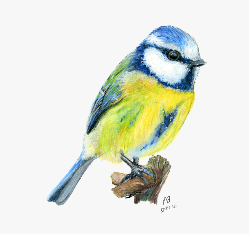 Drawing Birds, HD Png Download, Free Download