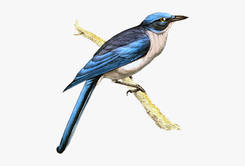 Bird, Vintage, Jay, Drawing, Art, Blue, Branch - Swallow, HD Png Download, Free Download