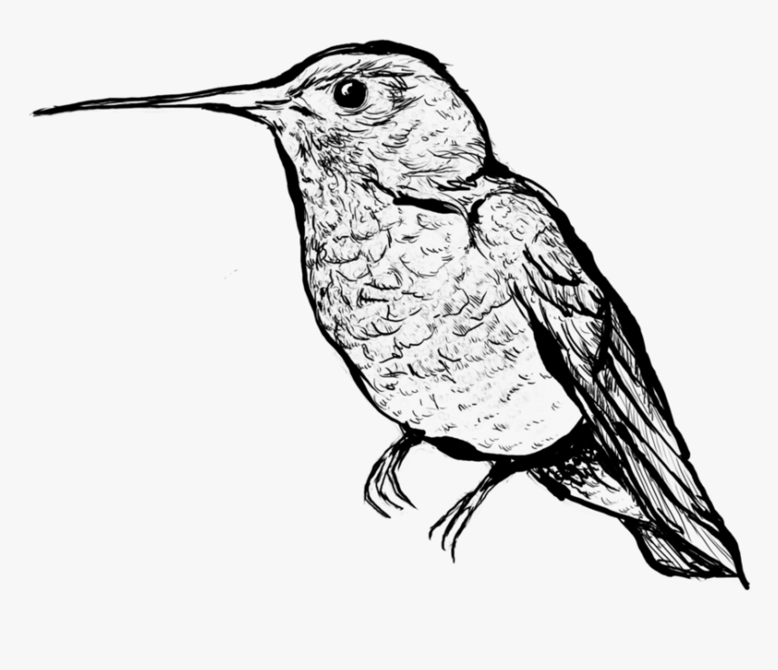 Transparent Humming Bird Png - Drawing, Png Download, Free Download