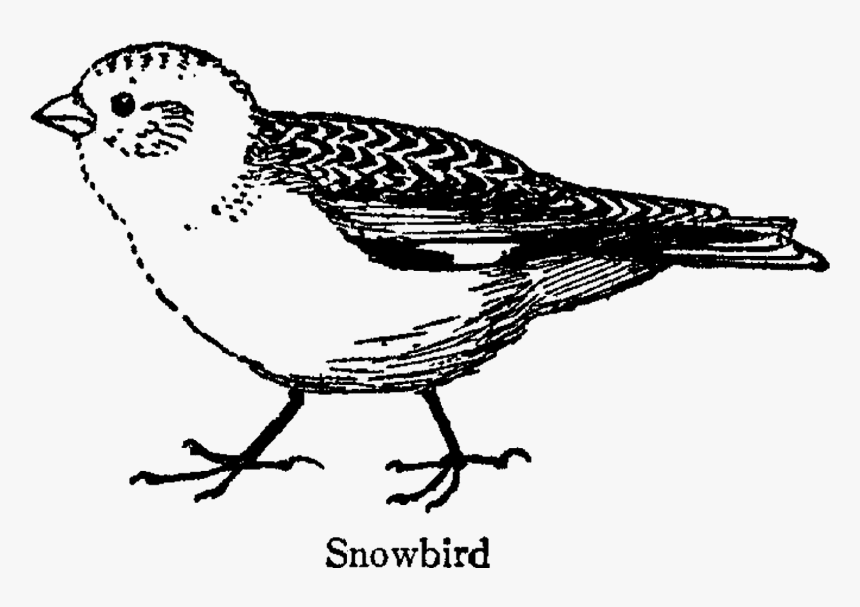 Bird Snowbird Illustration Animal Drawing Line Art - Finch, HD Png Download, Free Download