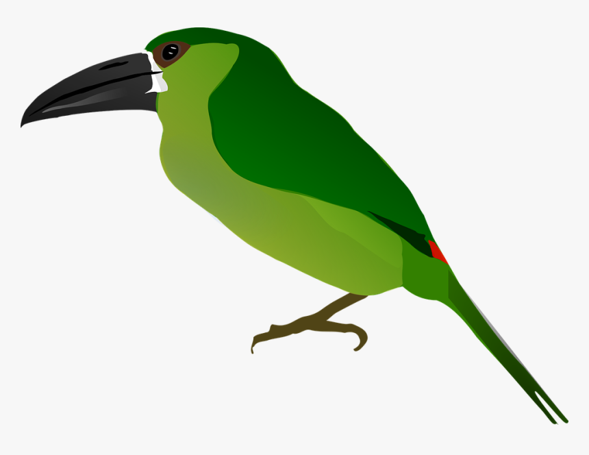 Animal, Bird, Drawing, Nature - ภาพ วาด สัตว์ นก, HD Png Download, Free Download