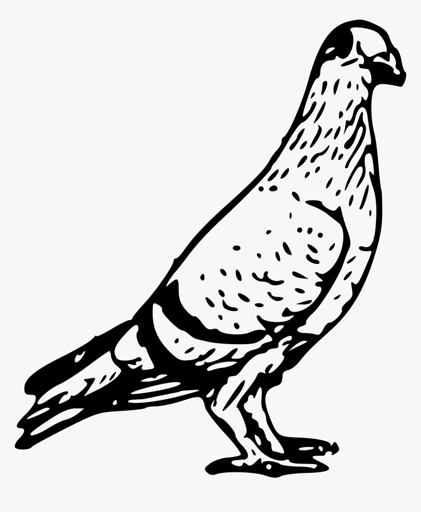 Transparent Bird Drawing Png - Pigeon Black And White, Png Download, Free Download