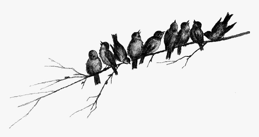 Birds On Branch Drawing, HD Png Download, Free Download