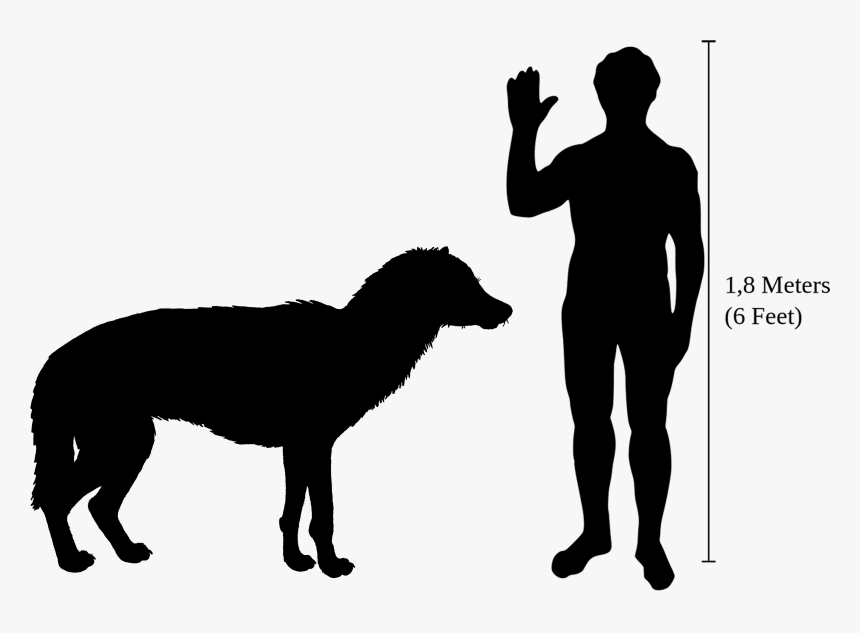 Beringian Wolf Size - Flamingo Compared To Human, HD Png Download, Free Download