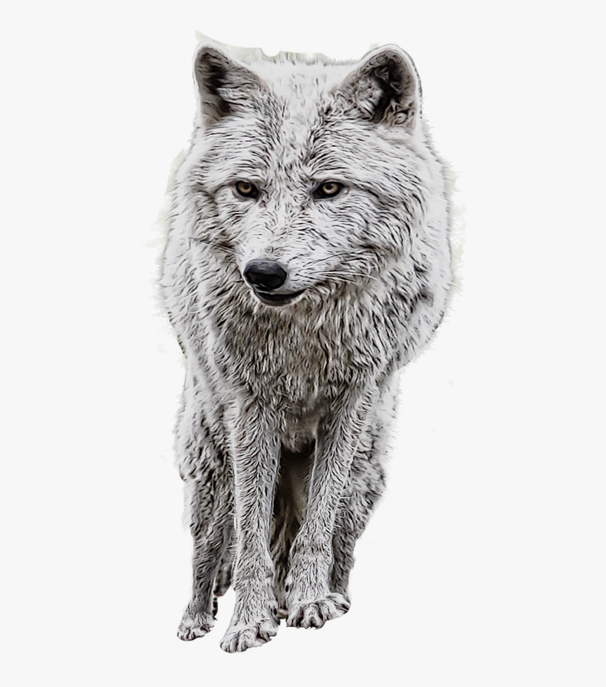 Wolf Photo Manipulation White Free Picture - Png Manipulation, Transparent Png, Free Download