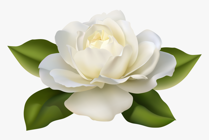 White Rose With Leaves - Transparent Background White Rose Png, Png Download, Free Download