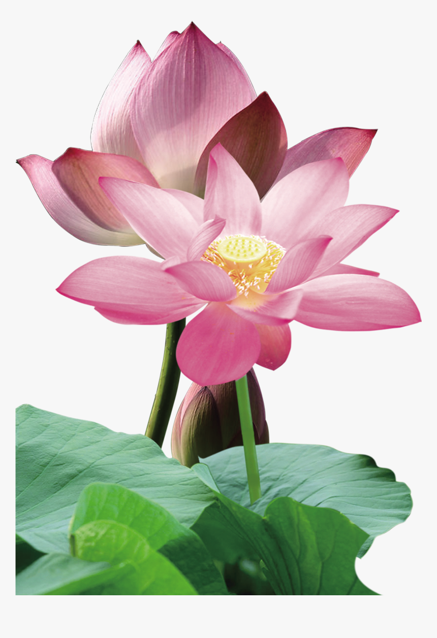 Nelumbo Nucifera Red Leaf - 荷花, HD Png Download, Free Download