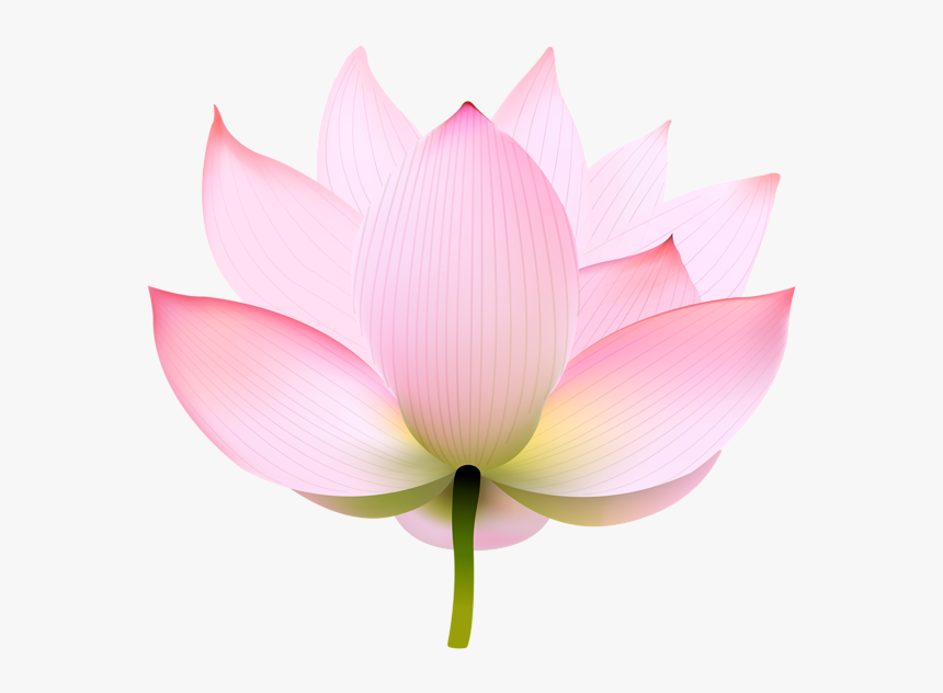 Nymphaea Nelumbo Portable Network Graphics Image Clip - Sacred Lotus, HD Png Download, Free Download