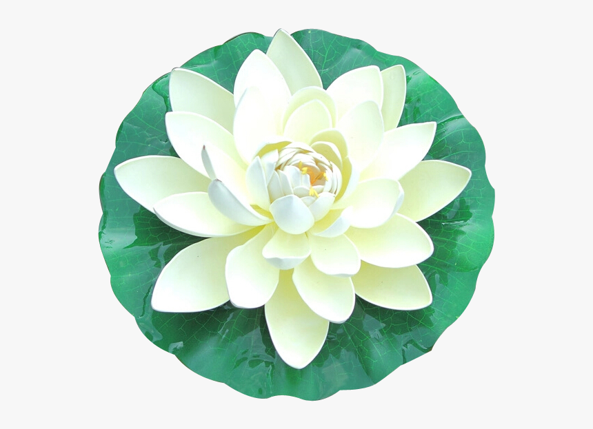 White Lotus Top View, HD Png Download, Free Download