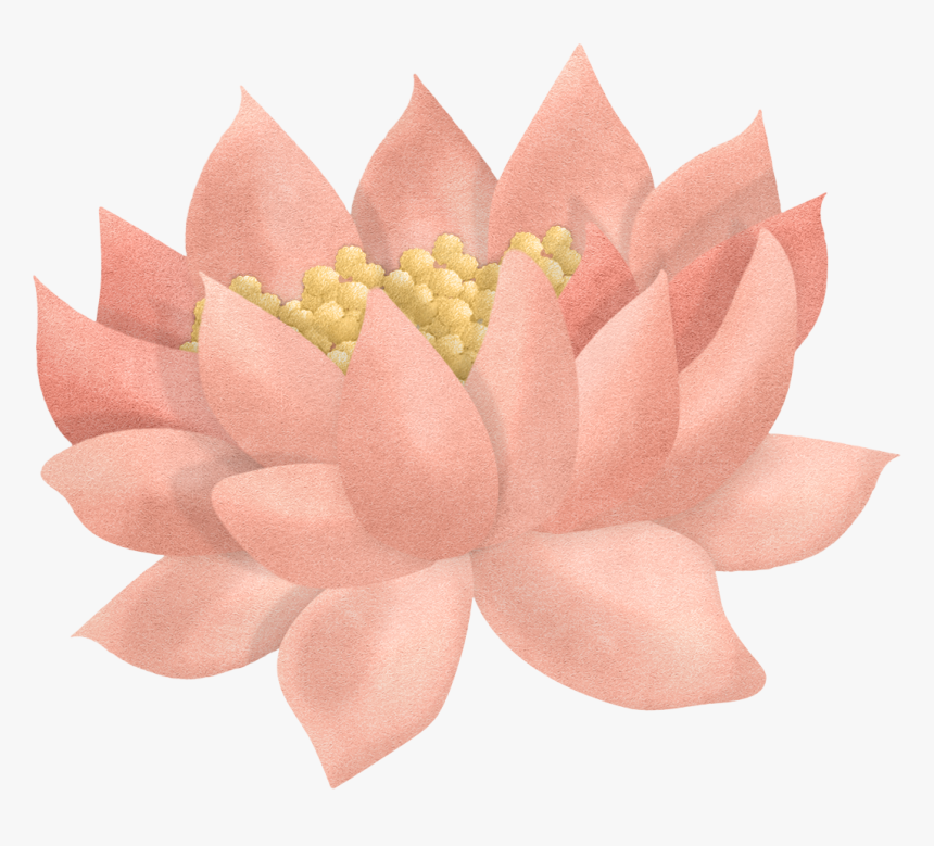 Lotus Clipart Pond Flower - Echeveria, HD Png Download, Free Download
