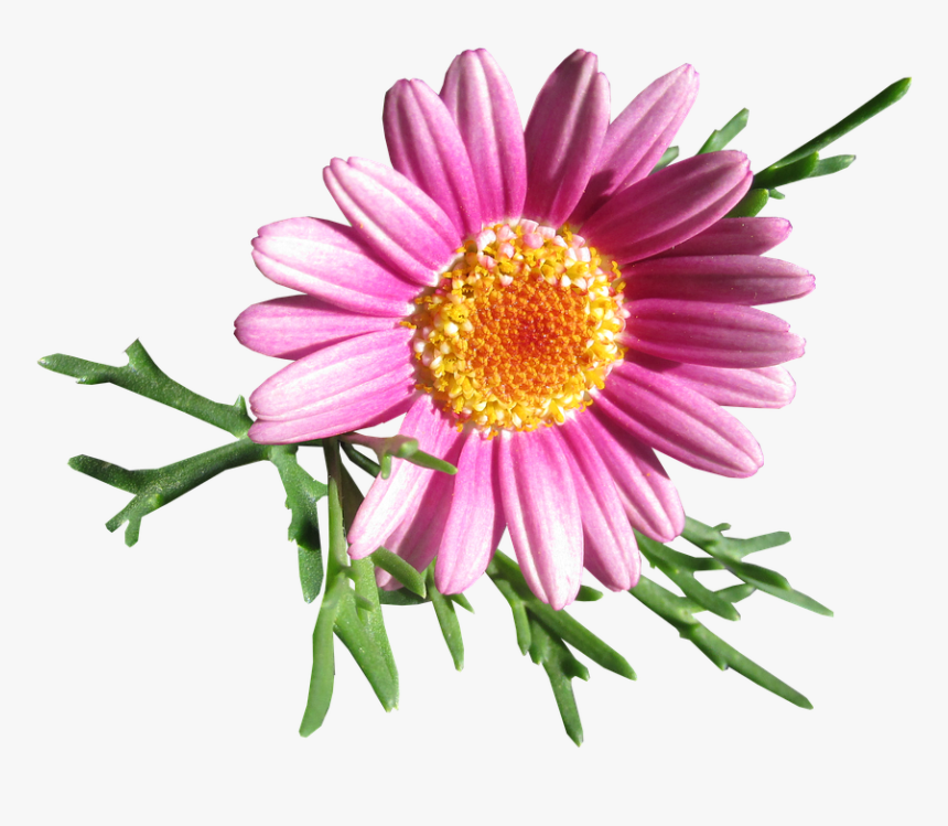 Daisy, Flower, Cut Out - Stokrotki Png Pixabay, Transparent Png, Free Download