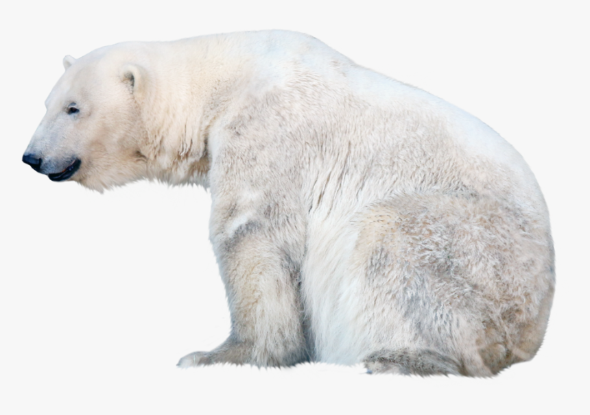23483 - Polar Bear Transparent Background, HD Png Download, Free Download