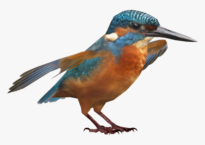 Bird - Coraciiformes, HD Png Download, Free Download