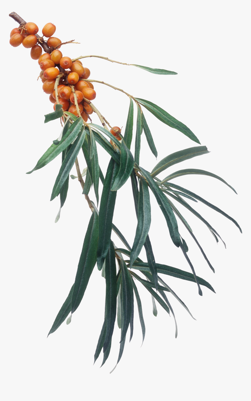 Sea Buckthorn Png - Sea Buckthorns, Transparent Png, Free Download