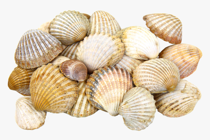 Sea Shells Transparent Image - Shells Transparent, HD Png Download, Free Download