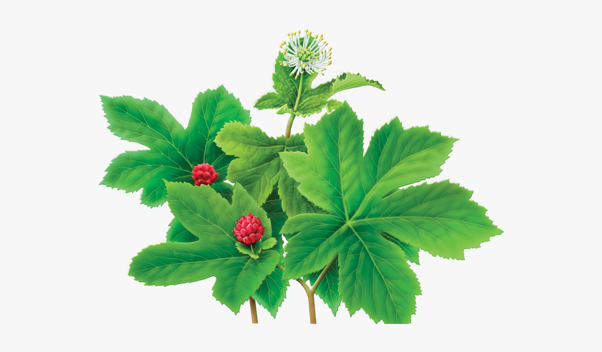 Goldenseal - Yellow Root Prices 2018, HD Png Download, Free Download