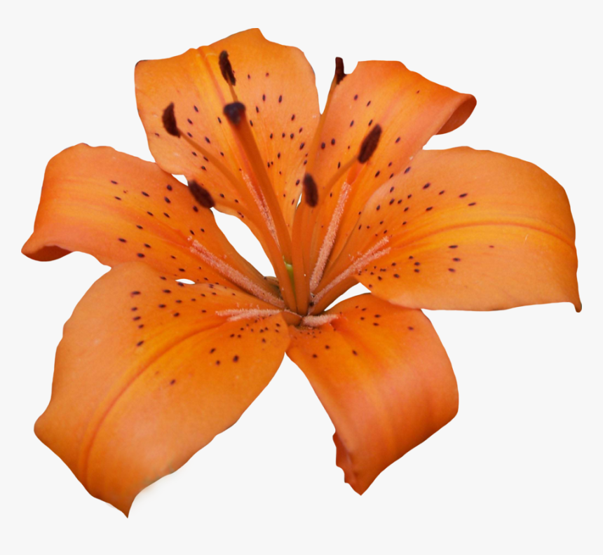 Transparent Lily Png - Lilly Png, Png Download, Free Download