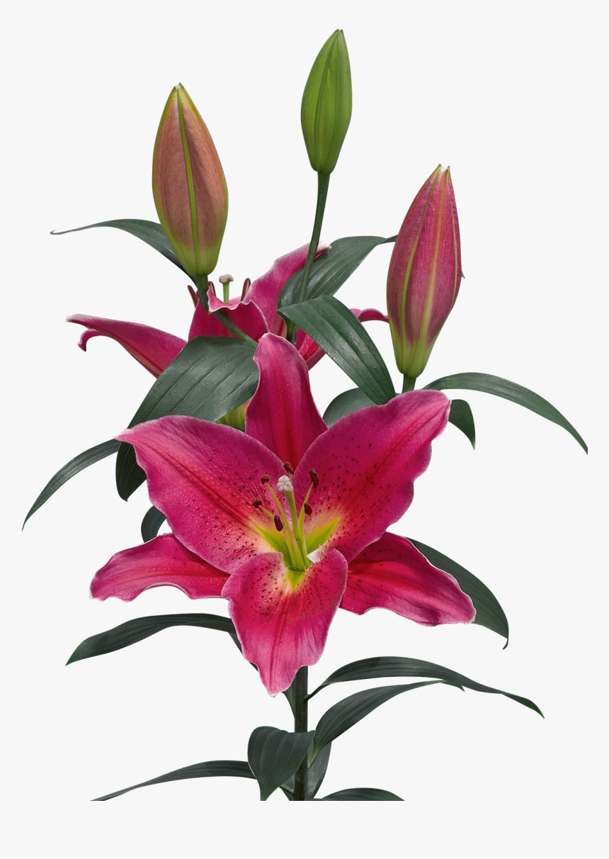 Transparent Calla Lily Png - Lilium Mateo, Png Download, Free Download