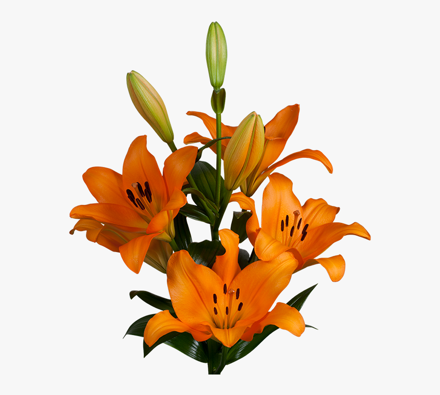 Flower Tiger Lily Png, Transparent Png, Free Download