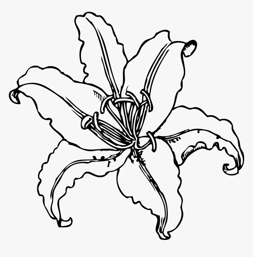 Black And White Lily Clip Art, HD Png Download, Free Download