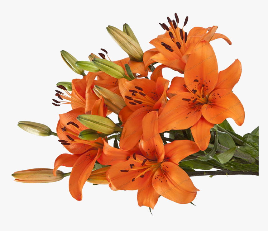 Transparent Tiger Lily Png - Asiatic Lily Transparent Png, Png Download, Free Download